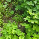 소담이네 돌집 이미지