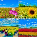 철원 고석정 꽃밭 꽃축제 후기