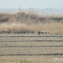 두루미로 이미지