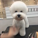 이든반려견 문화센터 이미지