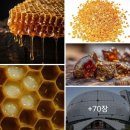 꿀벌은 nanofood 생산자 노동자. AI 스마트팜 미래 식량안보, 농업혁신, 고물가 시대 해법. 나노식품 영양전달체 창시자 김동명 이미지