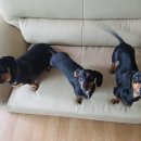 개밥주는여자 이미지