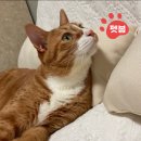 고양이 생활 호텔 이미지