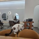 다옴헤어 이미지