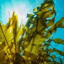 트리바이오 이미지