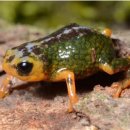 브라질 남부서 1cm 크기의 새로운 개구리 종 발견 이미지