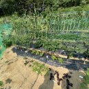 홍이네농장 이미지