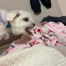 [견문이불여일견] 뭉치가 인정한 반려동물 수제간식 맛집 🐶