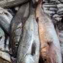 어부의 집 펜션 이미지