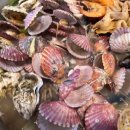 갯벌의조개 소사벌점 이미지