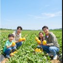 세븐일레븐성주중앙점 | 경북 나들이족 성주참외축제, 다이나믹듀오 공연 직접 관람한 현실 후기