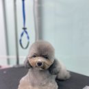 비숑다움 네이버블로그