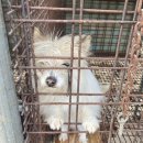 퍼피홀릭 | 강아지 입양 5일째(무료분양) : 꼬맹이의 성장일기 - 양산 퍼피홀릭 애견미용 후기