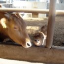 한성목장 이미지