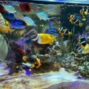 킹덤키즈-M 이미지