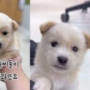 견생공감 이미지