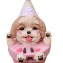 내강아지 | [공지] 천안 곡식이네수제간식 강아지 컵케이크 &amp; 수제간식 내돈 내산 후기