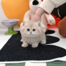 광주강아지분양 고양이분양 미유펫 본점 이미지