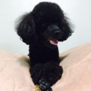 해피하개 애견샵 | 뭉치 오늘 부천에 새로 오픈한 애견미용샵 해피하개 예약잡았답니당^0^
