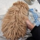 꽃단장 애견미용실 이미지