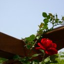 자연의 노래 이미지