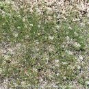 작은꽃지천 이미지