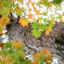 소나무를 품다 이미지