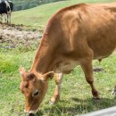 종은목장2 이미지