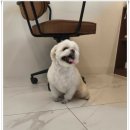 강아지 미용실 이미지