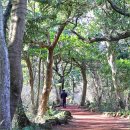 새천년생명의숲 | 제주 비자림숲 제주도 구좌 가볼만한곳 제주 비자림 숲길