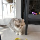 예뻐질:개&고양이카페 이미지