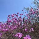 대도교통(주) | 창원 무학산 백운사 등산코스 :: 블랙야크100대명산 플러스 최단코스 진달래 명소