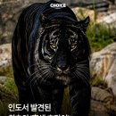 인도에서 세계 최초로 발견된 흑색 호랑이 이미지