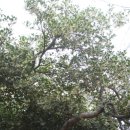 명륜자연유치원 이미지