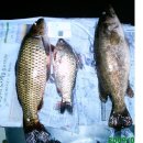 숲속의송어펜션 이미지