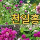 천일홍 키우기 꽃말 씨앗 파종 모종 드라이플라워 여름꽃 종류 이미지