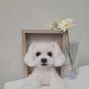 [백석]미니어쳐지도사 과정(미니어처 지도사2급) | 인천아트돌지도사자격증 취득부터 창업까지 가능한 폼찌공방 후기