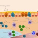 Re:90 The Influence of the Gut Microbiome on Cancer, Immunity, and Cancer Immunotherapy 이미지