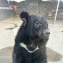 유일농장 | [강릉데이트] 강릉 이색체험! 강원도 유일의 호랑이와 사자가 있는 강릉 동물원! 강릉 쌍둥이 동물농장