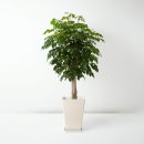 해피트리 이미지