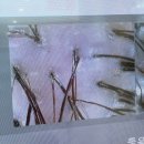 지성테크 | 아산 모종동미용실 찰스리헤어테크 아산터미널점 임산부 개운한두피케어 받고온솔직후기