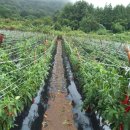 옥전농장 이미지