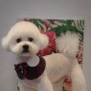 그루밍 펫 뷰티샵 이미지