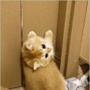 캣그램 광주 고양이분양 이미지