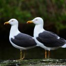 갈매기꿈 이미지