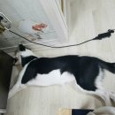 사과집민박 이미지