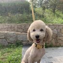 까꿍펫살롱 이미지