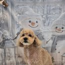 마음 유치원 | [도봉구애견유치원] 미용부터 케어까지 마음 놓였던 온유 후기