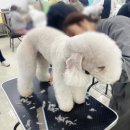 평택애견미용학원 이미지