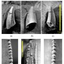 화석 2002 이미지